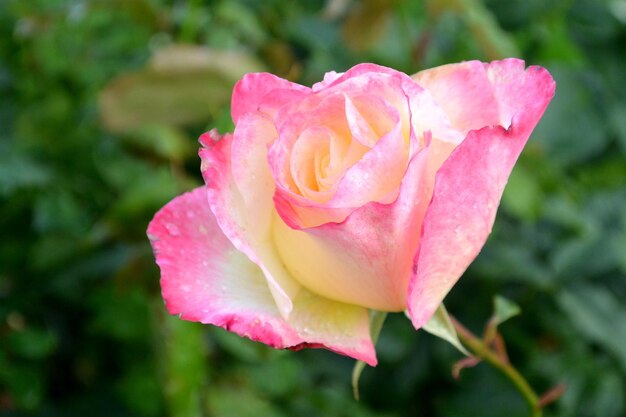 Foto de flor de rosa con fondo verde oscuro borroso