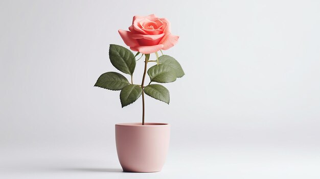 Foto de flor rosa en maceta aislada sobre fondo blanco