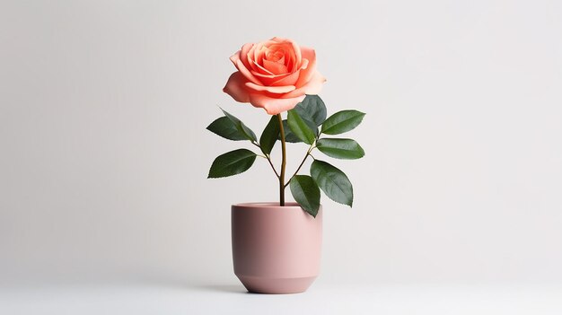 Foto de flor rosa en maceta aislada sobre fondo blanco