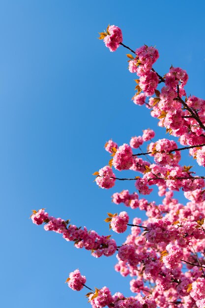 Foto de flor de sakura espacio de copia primavera flor de sakura primavera flor de sakura