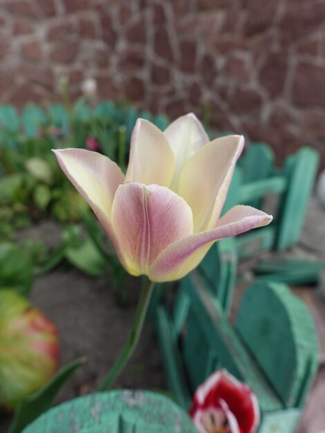 Foto de flor de tulipán Hermosa primavera o verano tulipán floreciente planta Flor flor imagen brillante