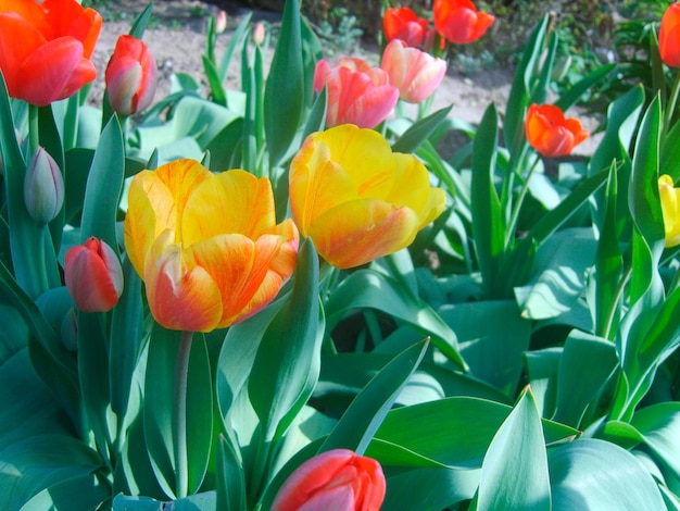 Foto de flor de tulipán rojo y amarillo.