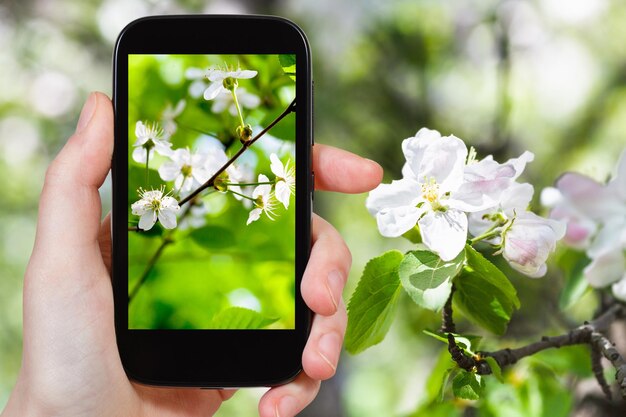 Foto de flores de cerezo en el bosque de primavera