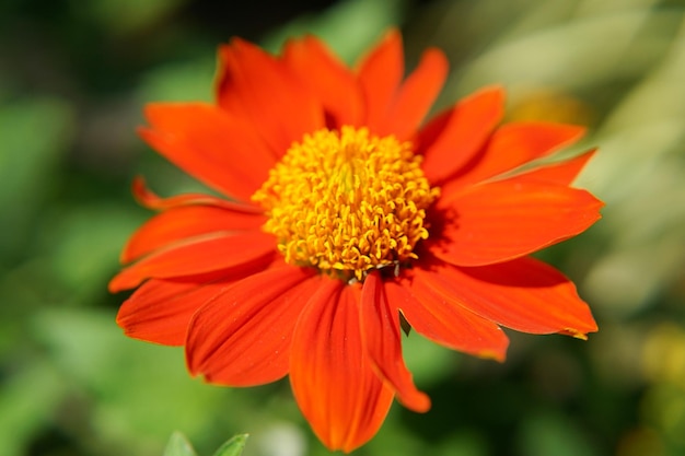 Foto de flores de color naranja starburst