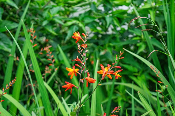 Foto de las flores de crocosmia crocosmiiflora durante el día