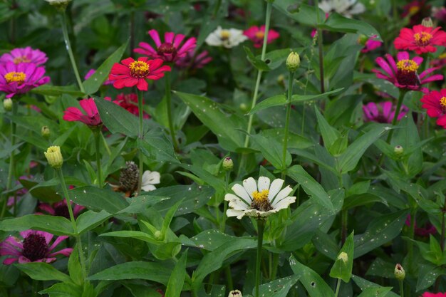 foto de las flores florecientes en el jardín