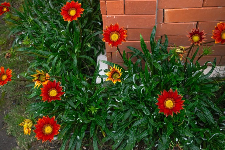 Foto de flores de gazania durante el día con un fondo de ladrillo rojo y algunas flores marchitadas