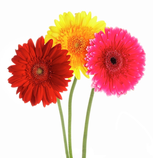 Foto flores gerbers cor diferente