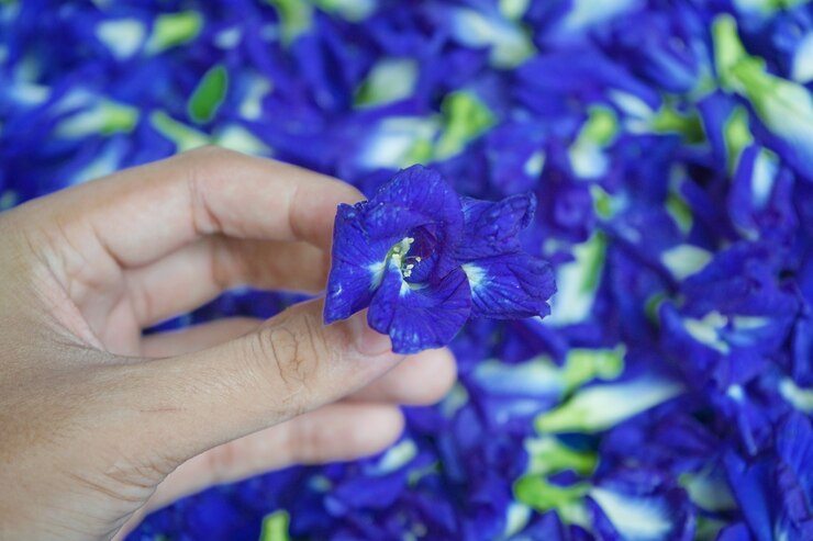 Foto foto de flores de guisantes frescas utilizadas para el té.
