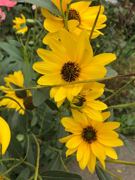 Foto de flores de Helianthus