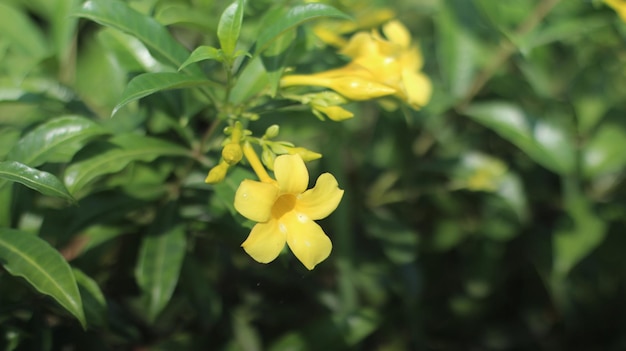 foto de flores en el jardín premium