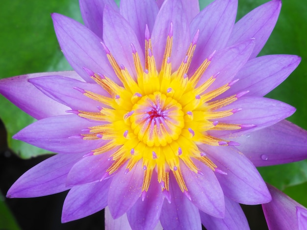 Foto de flores de loto en el estanque.