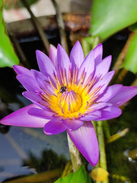 Foto de flores de loto en el estanque.