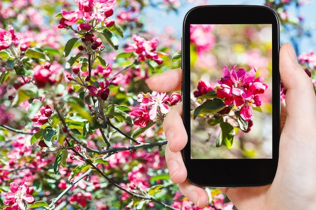 Foto de flores rosas de manzano en smartphone