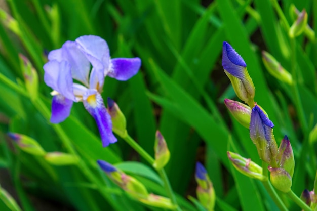 Foto de flores violetas sobre fondo de hojas verdes
