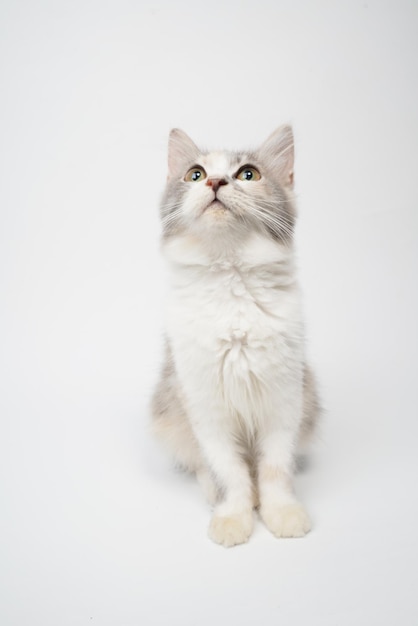 Foto fofa de gato branco cinza