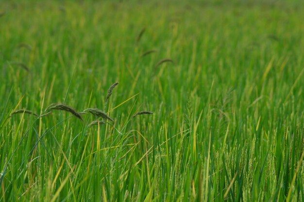 Foto foto de fondo de los campos de arroz y el arroz