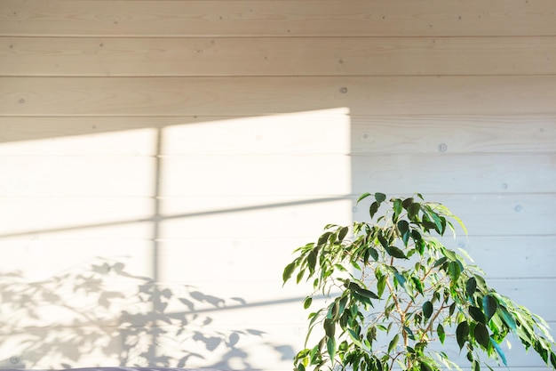 Foto de fondo de Ficus benjamina con planta y su sombra en la pared de madera blanca