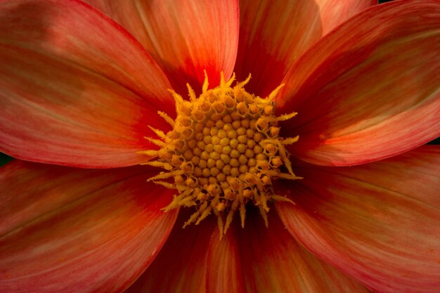 foto de fondo de flores con flores