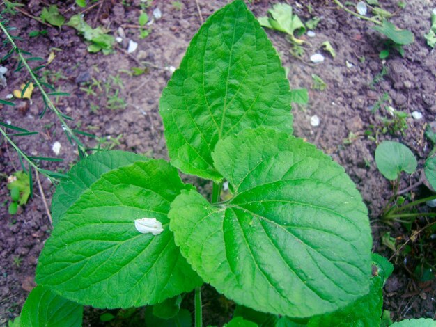 Foto de fondo de follaje verde