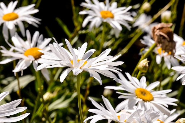 Foto de fondo de hermosa flor floreciente