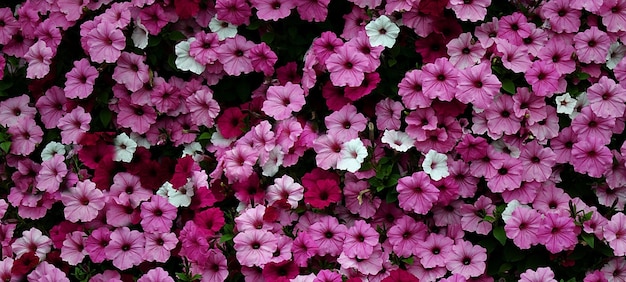 foto de fondo de plantas hermosas