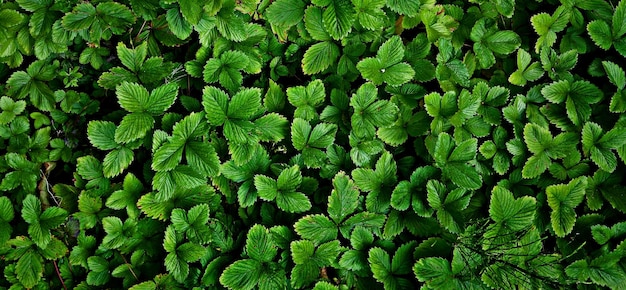 foto de fondo de plantas hermosas