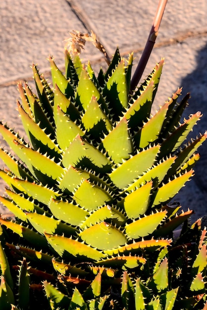 Foto de un fondo de textura de cactus tropical
