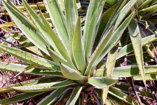 Foto de un fondo de textura de cactus tropical