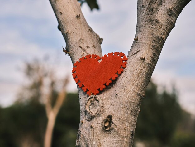 Foto foto en forma de corazón rojo cortado en una rama de árbol marrón