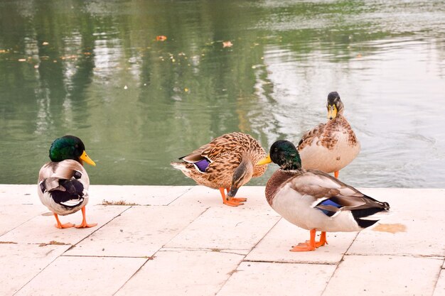 Foto Foto de um lindo Pato Ave Aquática