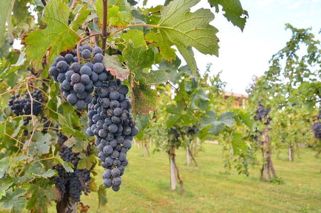 Foto Foto de um Lindo Vinhedo de Uva Pronto para Produzir Vinho