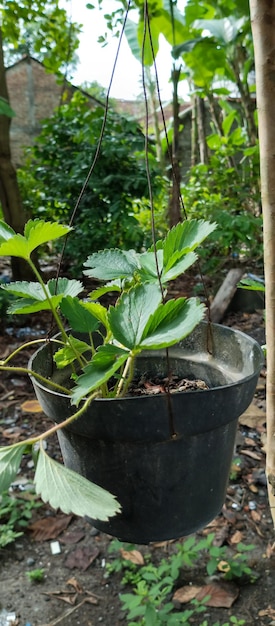 Foto de fresa silvestre planta tomada a quemarropa