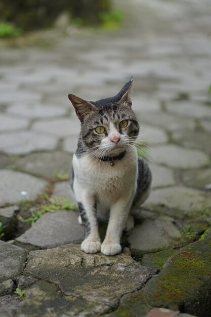 foto de un gato blanco con patrón negro y gris