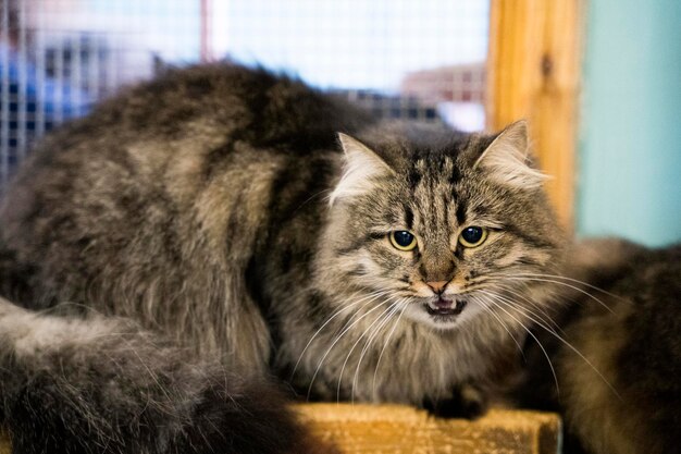 Foto foto de un gato enojado en el refugio.