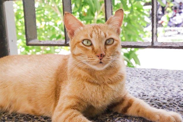 Foto foto de un gato sentado relajado en el porche de la casa