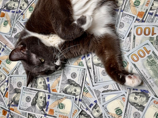 Una foto de un gato tendido en dólares estadounidenses