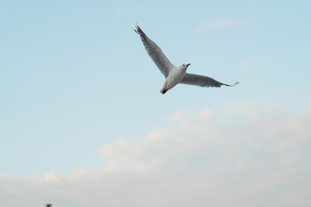 Foto una foto de gaviotas en australia