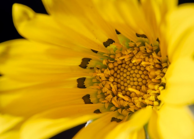 Foto gelbe Blume der Art Arnika mit Makrodetail