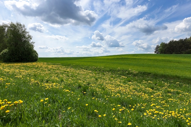 Foto gemacht auf dem landwirtschaftlichen Bauernhof für die Herstellung von landwirtschaftlichen Produkten