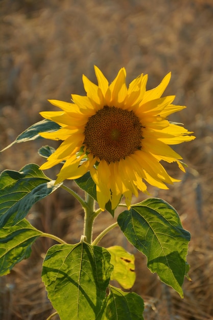 Foto de un girasol en un campo de trigo al atardecer.