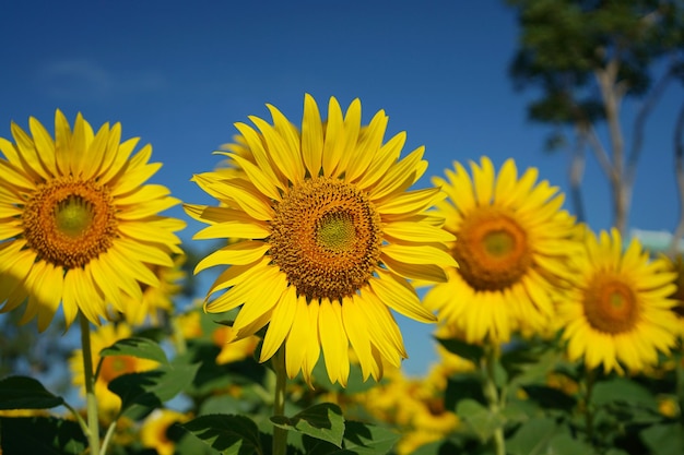 Foto de girasoles por la mañana en el campo de girasoles.