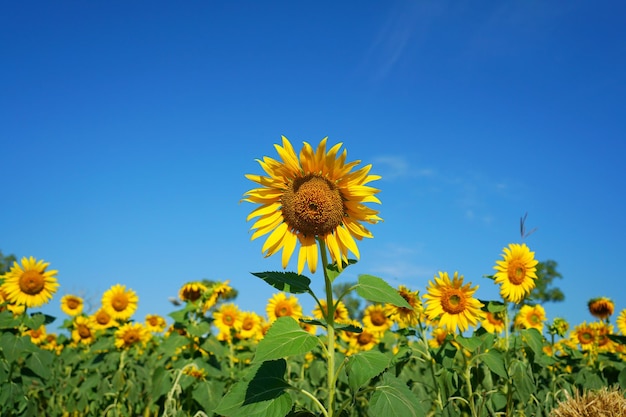 Foto de girasoles por la mañana en el campo de girasoles.