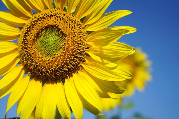 Foto de girasoles por la mañana en el campo de girasoles.