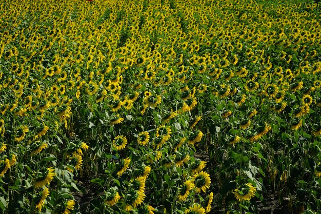 Foto de girasoles por la mañana en el campo de girasoles.