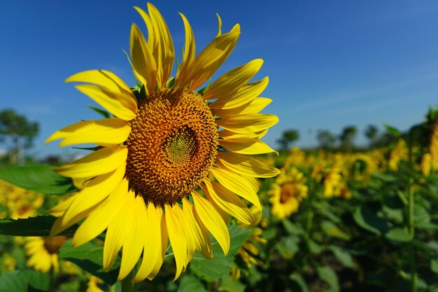 Foto de girasoles por la mañana en el campo de girasoles.