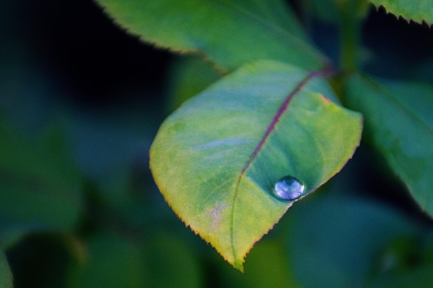 Foto de la gota de rocío Foto