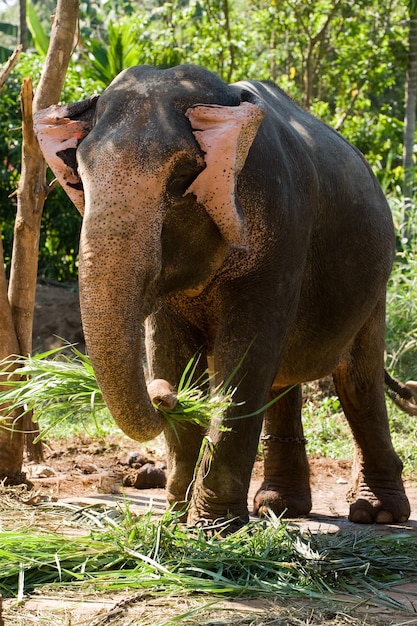 Foto del gran elefante en la naturaleza.