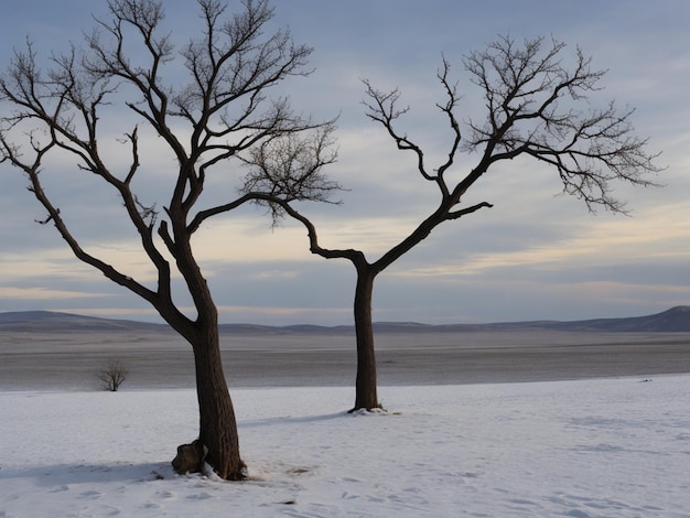 Foto gratis de árbol solitario Un solo árbol solitario en un campo en un campo brumoso y un cielo gris