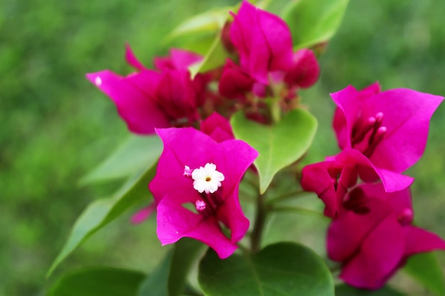 Foto gratis Flor de buganvilla rosa